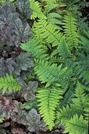 Attēlu rezultāti vaicājumam “Dryopteris affinis”