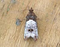 Attēlu rezultāti vaicājumam “Notocelia roborana”