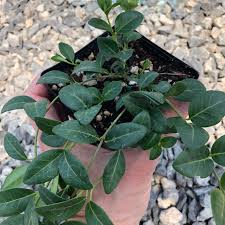 Attēlu rezultāti vaicājumam “Vinca minor leaf”