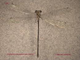 Attēlu rezultāti vaicājumam “Coenagrion armatum male”