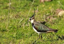 Image result for Charadrius asiaticus