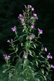 Attēlu rezultāti vaicājumam “Epilobium hirsutum”