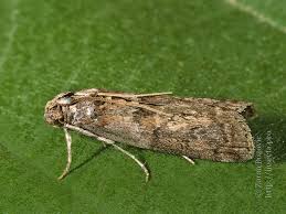 Attēlu rezultāti vaicājumam “Phycita roborella”