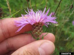 Attēlu rezultāti vaicājumam “Centaurea stoebe bud”