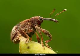 Attēlu rezultāti vaicājumam “Anthonomus pomorum”