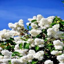Attēlu rezultāti vaicājumam “Syringa reticulata subsp. amurensis flower”