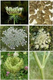 Attēlu rezultāti vaicājumam “Daucus carota subsp. carota leaf”