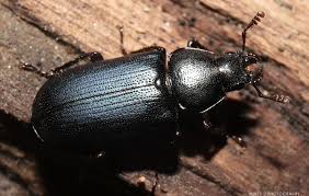 Attēlu rezultāti vaicājumam “Lucanidae”