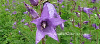 Attēlu rezultāti vaicājumam “Campanula latifolia flower”