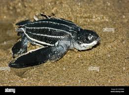 Image result for Dermochelys coriacea