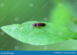 Attēlu rezultāti vaicājumam “Dalopius marginatus”