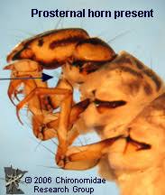 Attēlu rezultāti vaicājumam “Phryganeidae”