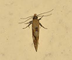 Attēlu rezultāti vaicājumam “Epicallima formosella”