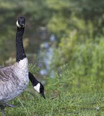 Attēlu rezultāti vaicājumam “Branta canadensis adult”