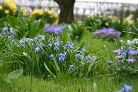 Attēlu rezultāti vaicājumam “Scilla siberica”