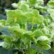 Attēlu rezultāti vaicājumam “Euphorbia palustris leaf”