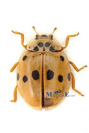 Attēlu rezultāti vaicājumam “Adalia decempunctata”