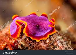 Attēlu rezultāti vaicājumam “Amaurochaete fusiformis”