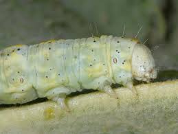 Attēlu rezultāti vaicājumam “Cucullia lucifuga larva”