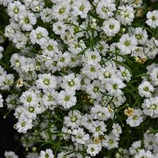 Attēlu rezultāti vaicājumam “Gypsophila muralis fruit”