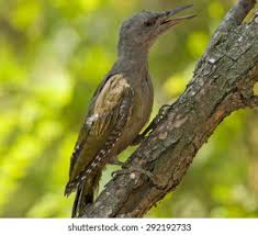 Attēlu rezultāti vaicājumam “Picus canus female”