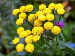 Attēlu rezultāti vaicājumam “Tanacetum vulgare flower”