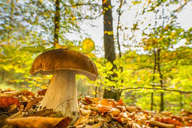Attēlu rezultāti vaicājumam “Boletus edulis”