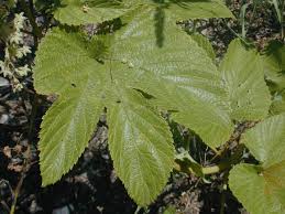Attēlu rezultāti vaicājumam “Humulus lupulus leaf”