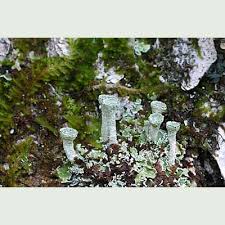 Attēlu rezultāti vaicājumam “Cladonia pyxidata”