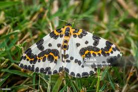 Attēlu rezultāti vaicājumam “Abraxas grossulariata”