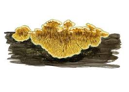 Attēlu rezultāti vaicājumam “Pseudomerulius aureus”