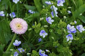 Attēlu rezultāti vaicājumam “Veronica filiformis flower”