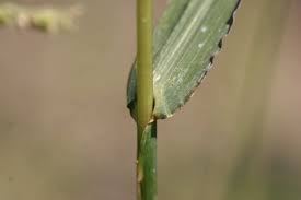 Attēlu rezultāti vaicājumam “Echinochloa crus-galli leaf”