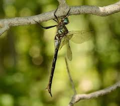 Attēlu rezultāti vaicājumam “Tenthredo campestris female”