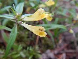 Attēlu rezultāti vaicājumam “Melampyrum pratense leaf”