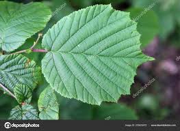 Attēlu rezultāti vaicājumam “Corylus avellana leaf”