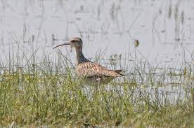 Image result for Numenius minutus