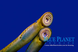 Image result for Petromyzon marinus