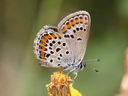 Attēlu rezultāti vaicājumam “Plebejus argus female”
