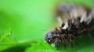 Attēlu rezultāti vaicājumam “Acronicta rumicis larva”