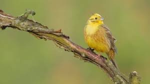 Attēlu rezultāti vaicājumam “Emberiza citrinella adult”
