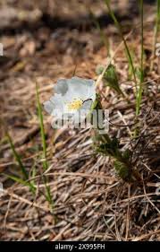 Attēlu rezultāti vaicājumam “Rubus chamaemorus flower”