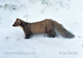 Attēlu rezultāti vaicājumam “Martes martes”