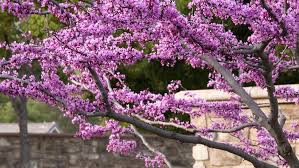 Attēlu rezultāti vaicājumam “Cotinus coggygria flower”