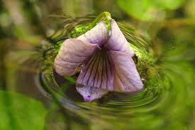 Attēlu rezultāti vaicājumam “Viola palustris”