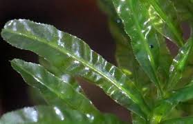 Attēlu rezultāti vaicājumam “Plagiomnium undulatum sporophyte”