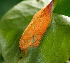 Attēlu rezultāti vaicājumam “Uromyces dactylidis”