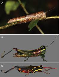 Attēlu rezultāti vaicājumam “Acrididae”