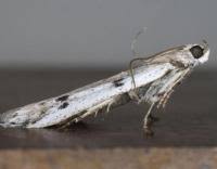 Attēlu rezultāti vaicājumam “Phycitodes binaevella”