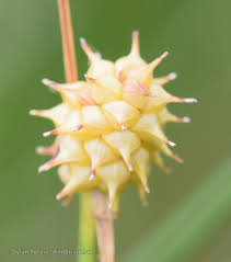 Attēlu rezultāti vaicājumam “Carex lepidocarpa”